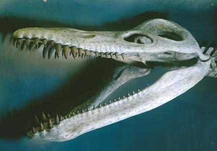 kronozaur
