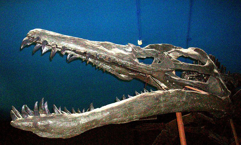liopleurodon