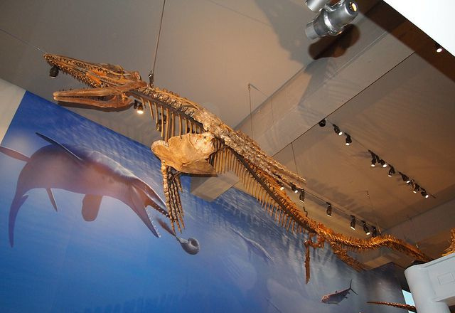plotozaur