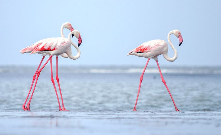 Flamingi na plaży w Indiach