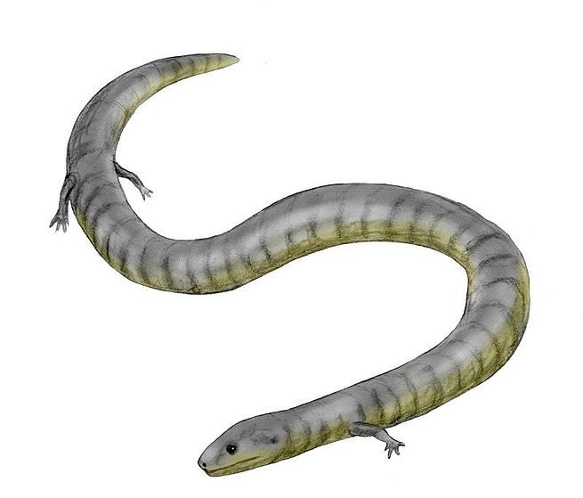 Eocäcilie