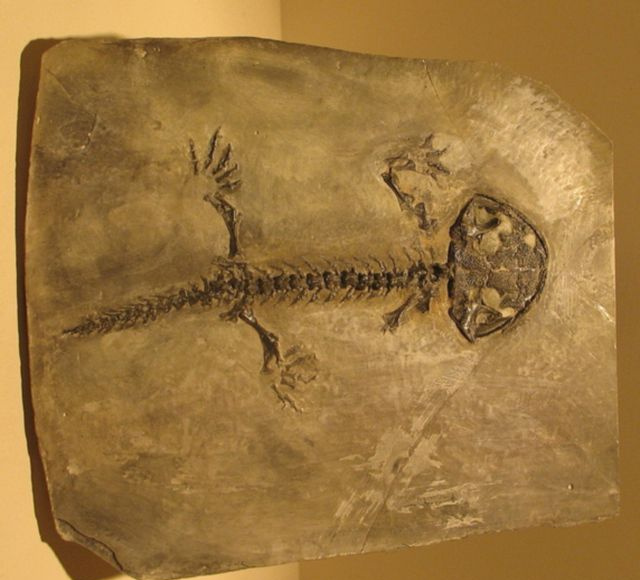 Karaurus