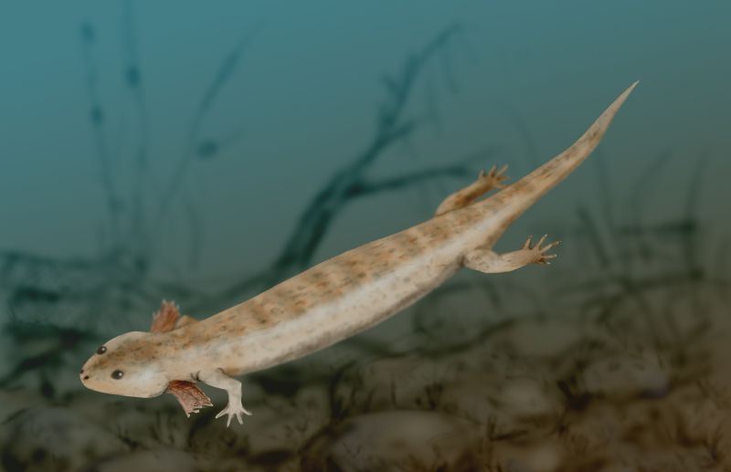 Mikrobrachis