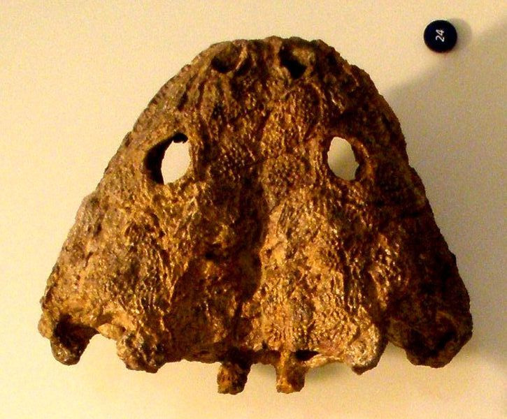 Pelorozephalus
