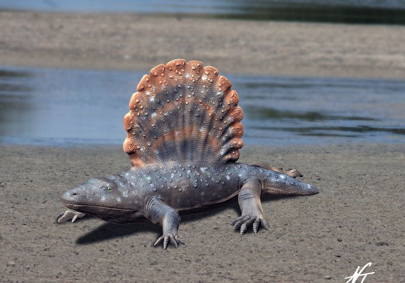 platyhystrix