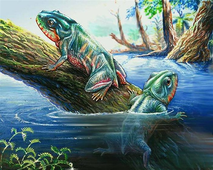 Triadobatrachus