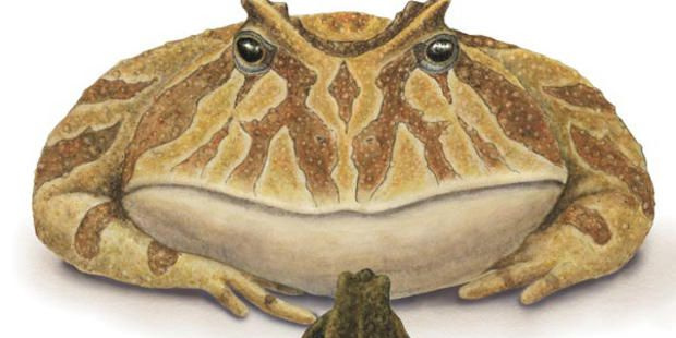 beelzebufo
