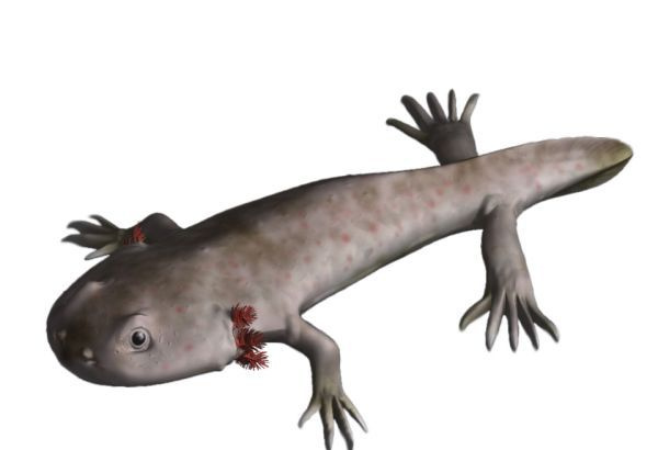 branchiosaurus