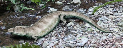 Kolosteus