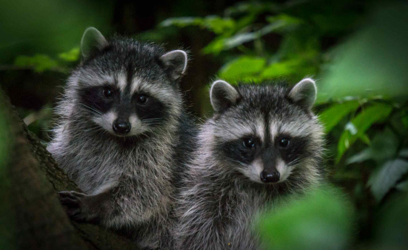 Les bébés ratons laveurs ressemblent à leurs parents.