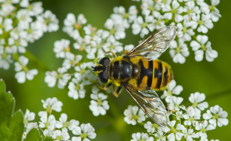 Hoverfly
