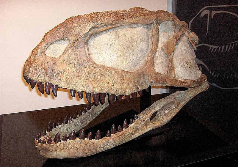 Un cráneo de Abelisaurus