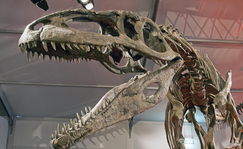 En exhibición, el Giganotosaurus casi llega al techo.