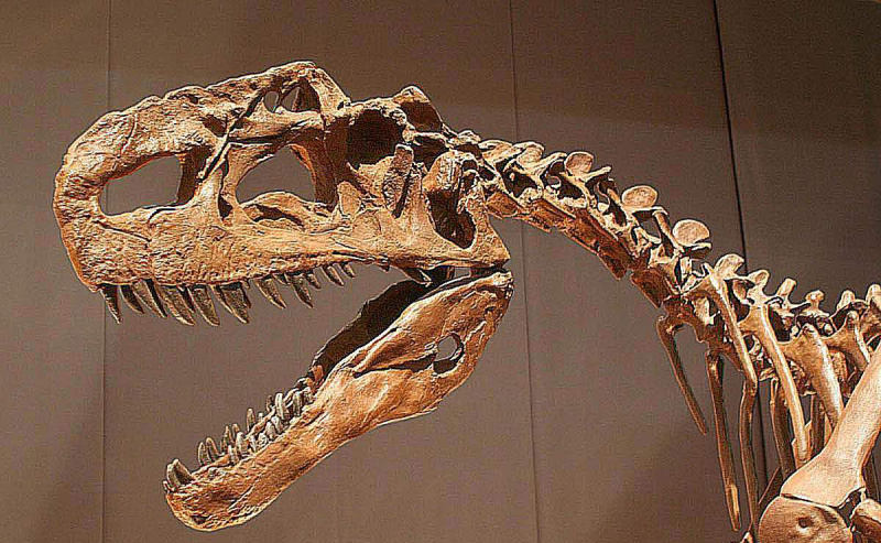 Perfil de un esqueleto de Monolophosaurus listo para masticar