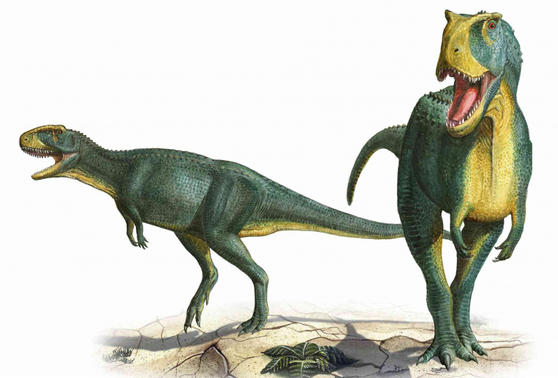 Rugops