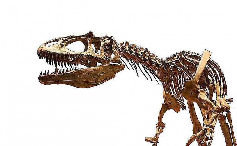 Una vista lateral del esqueleto de Saurophaganax