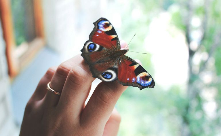 primer plano, de, tenencia de la mano, mariposa