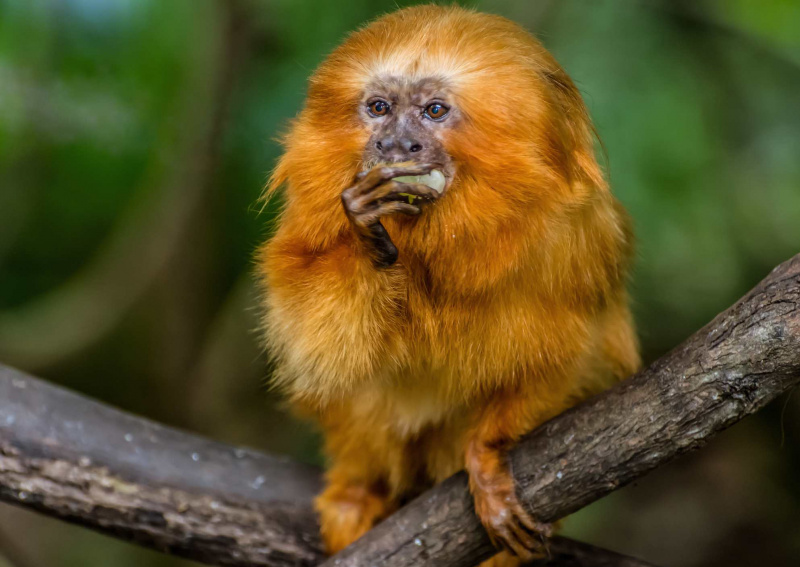 Los monos del Nuevo Mundo, como el tití, usan dedos alargados con garras para atrapar y comer presas.