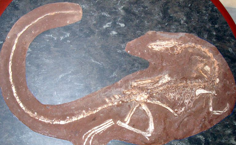Skamieniałość Celofizy w Muzeum Historii Naturalnej w Londynie