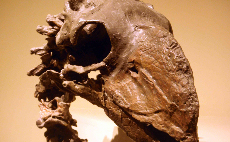 Gastornis, prehistoryczny ptak Nowego Meksyku