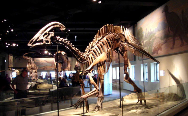 Skamieniały szkielet parazaurolofa w Field Museum w Chicago