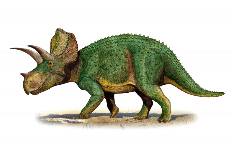 Ojoceratops fowleri, późnokredowy dinozaur, którego skamieniałe szczątki znaleziono w Nowym Meksyku