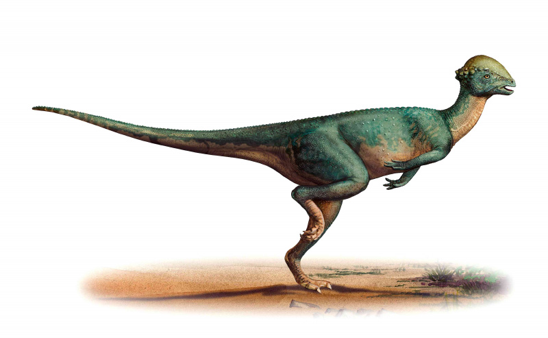 Stegoceras, dinozaur z Nowego Meksyku