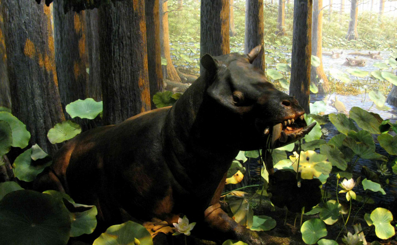 Coryphodon, prehistoryczny ssak, w Amerykańskim Muzeum Historii Naturalnej