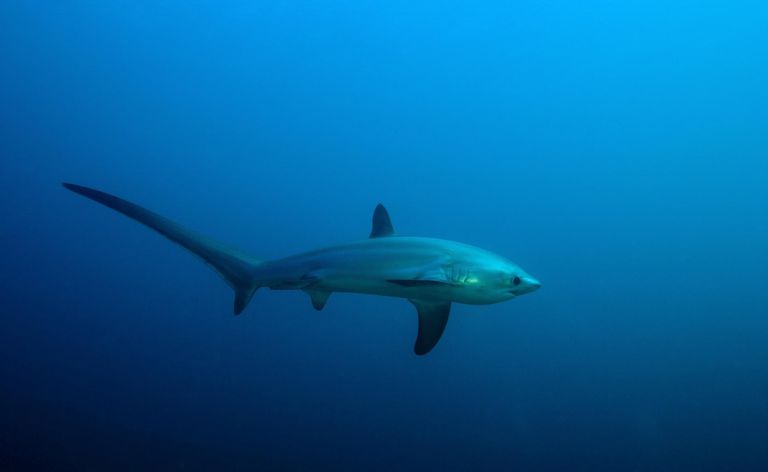 Tiburón zorro, Alopias vulpinus, Isla