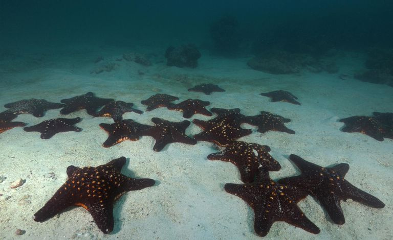 Étoile de mer nouée Étoile de mer nouée