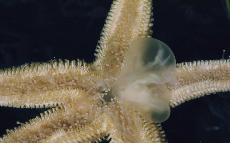 Estrela do Mar com Estômago Evertido