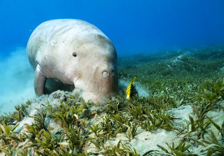 Dugong e peixe mais limpo em ervas marinhas