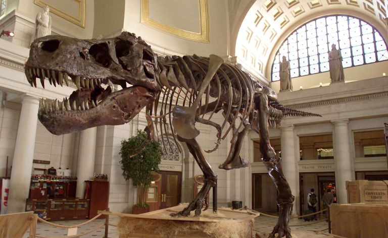 Das Skelett des Tyrannosaurus Rex, bekannt als Sue, ist in der Union Station in Washington D.C. ausgestellt.