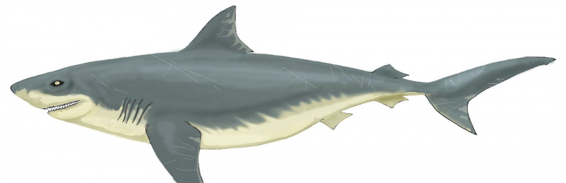 Squalicox ilustracja