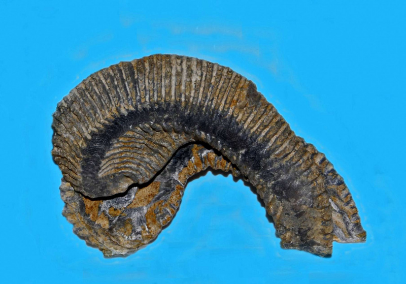 Agerostrea