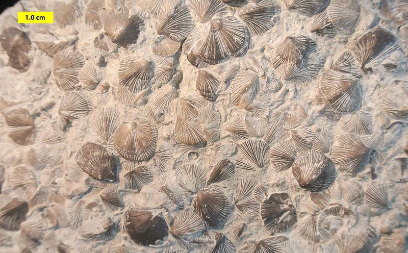 ramienionogi