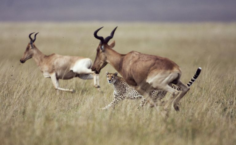Cheetah Perseguindo Topi