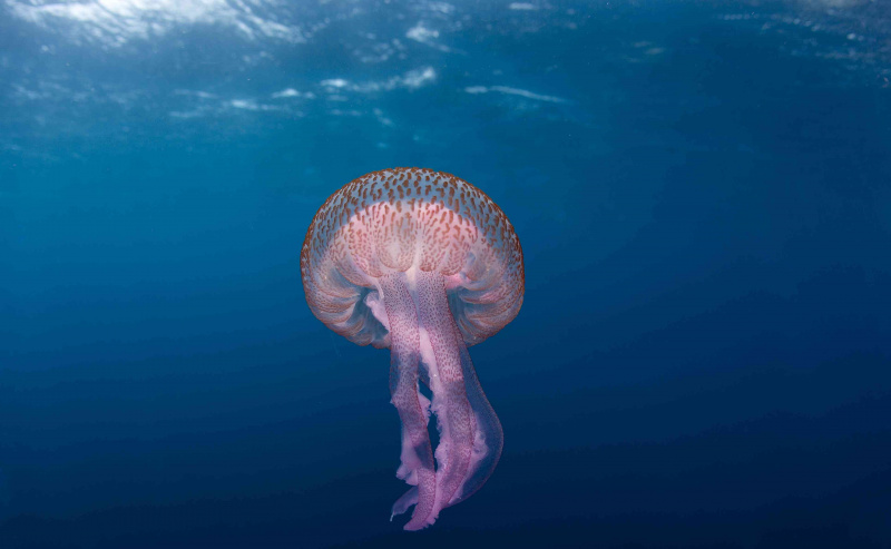 紫色のクラゲ、ペラギア夜光虫