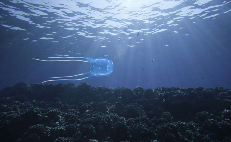 ハワイのボックスクラゲ