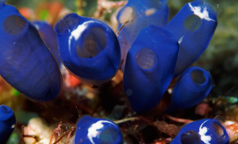Cena subaquática de tunicados azuis (Rhopalaea crassa), Sulawesi, Indonésia