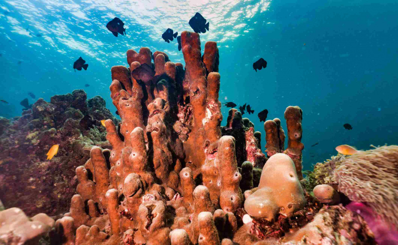 Esponja de tubo subaquático Pillar Coral em recifes de corais um sistema de captura de carbono