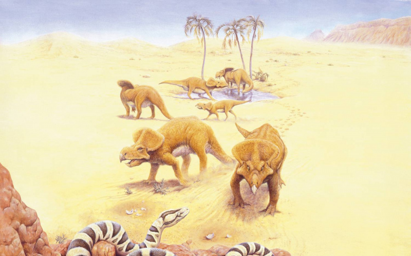 Flok av Protoceratops