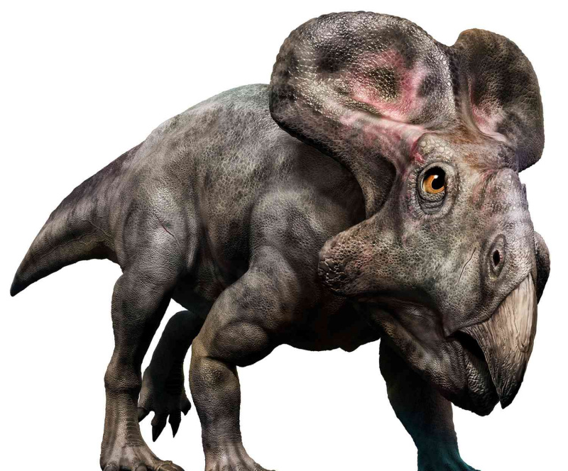 Protoceratops