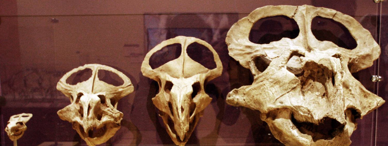 Protoceratops Growth Series