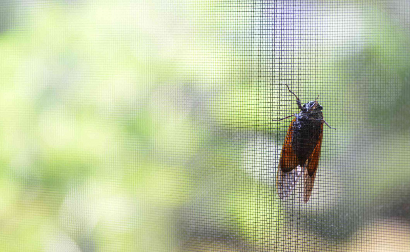 Cicada