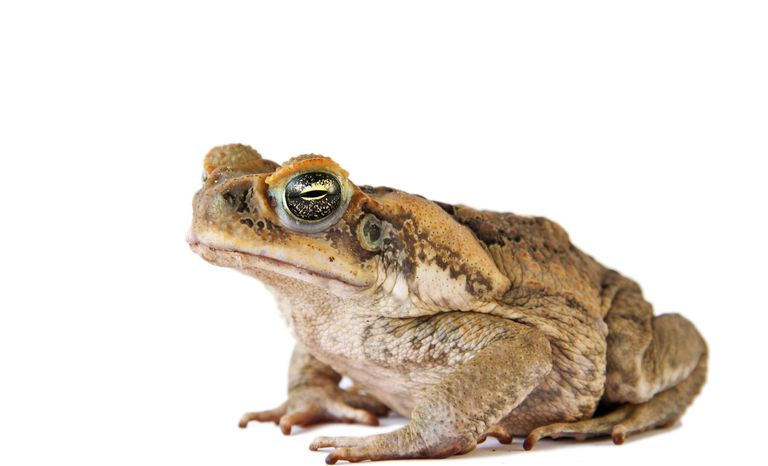 Ropucha trzcinowata (Bufo marinus)