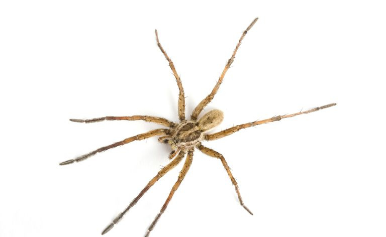 Spinne auf weißem Hintergrund
