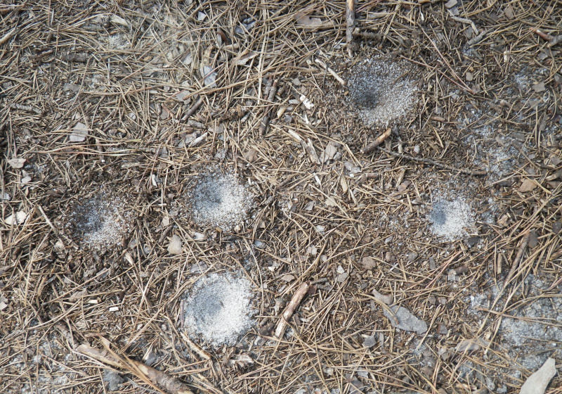 Doodlebugs se escondem no fundo de armadilhas de queda que eles fazem na areia.