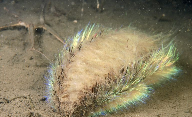 Jūras pele (Aphrodita aculeata) smiltīs