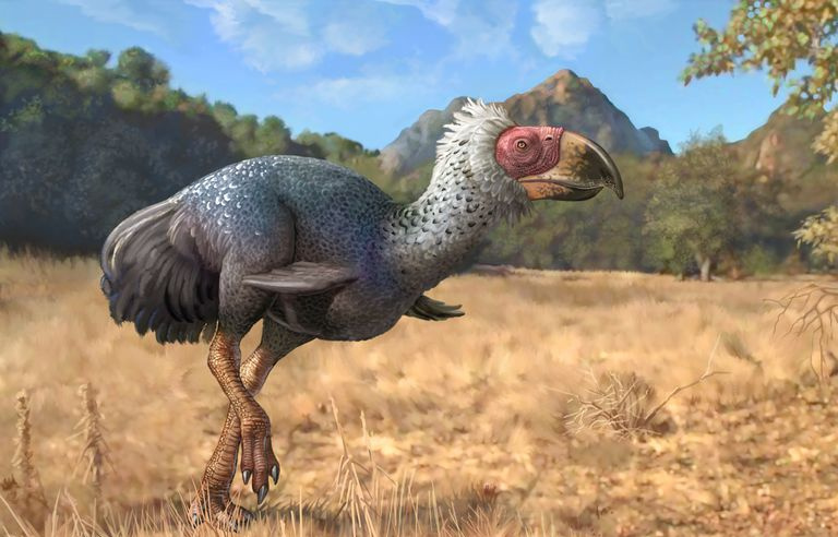 Titanis walleri, un uccello carnivoro incapace di volare dell